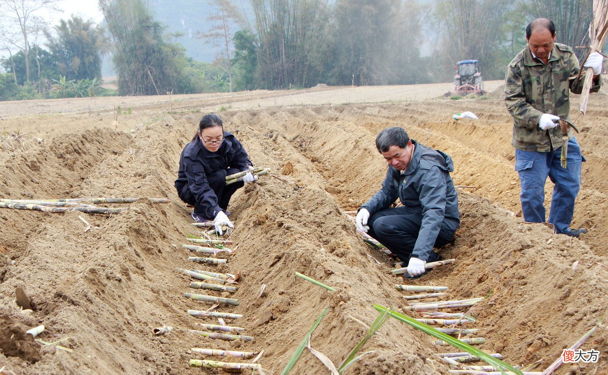 甘蔗是横向种植好 甘蔗横着种