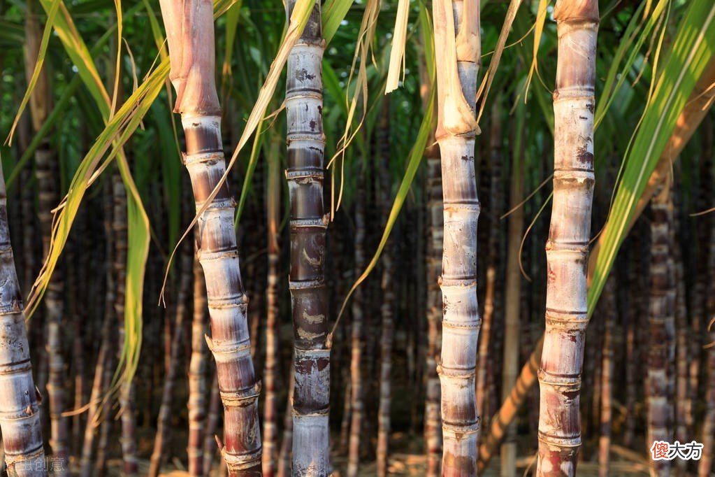 收获高产高糖的甘蔗 高产高糖甘蔗新品种