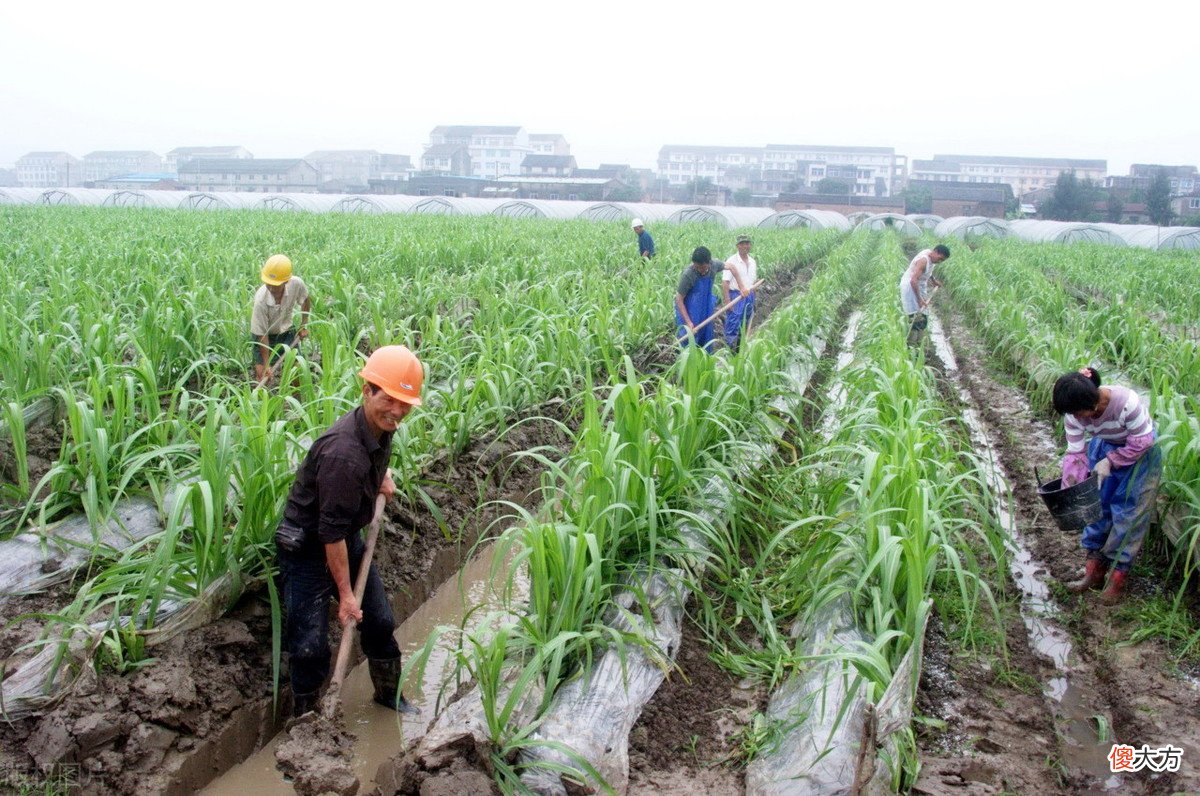 收获高产高糖的甘蔗 高产高糖甘蔗新品种