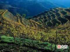 长沙红酒加盟赚钱吗 茂名红酒代理加盟