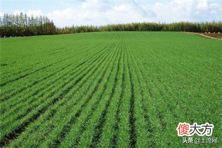 知道一亩等于多少平方米吗 问一下一亩等于多少平方米