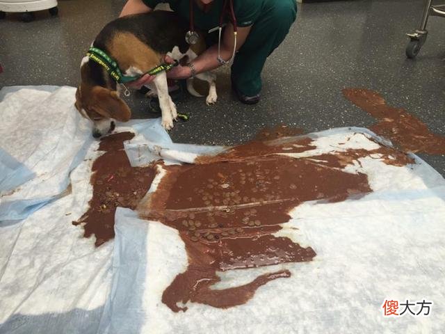 13岁老狗偷吃后丧命！宠物医生一看食物成分，都觉得心凉