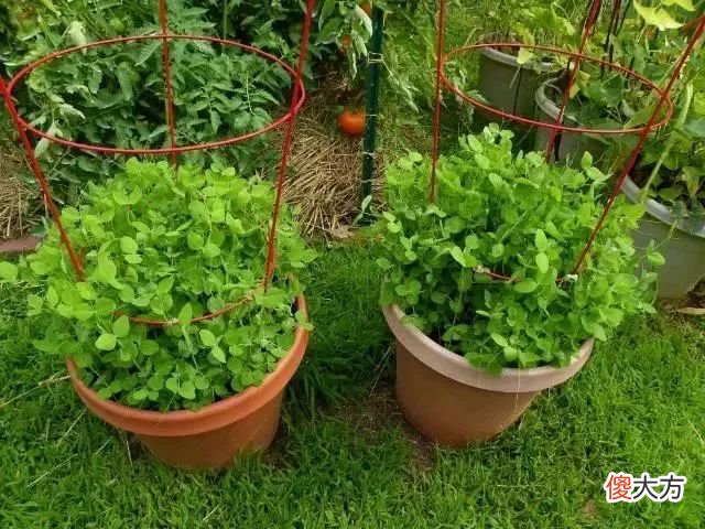 种豌豆吃豌豆苗 豌豆苗的豌豆能吃吗