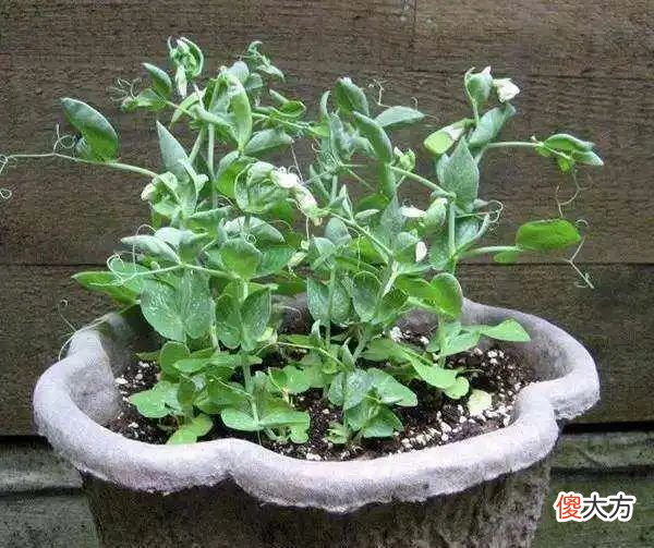 种豌豆吃豌豆苗 豌豆苗的豌豆能吃吗