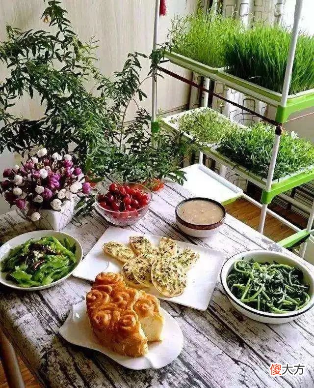 种豌豆吃豌豆苗 豌豆苗的豌豆能吃吗