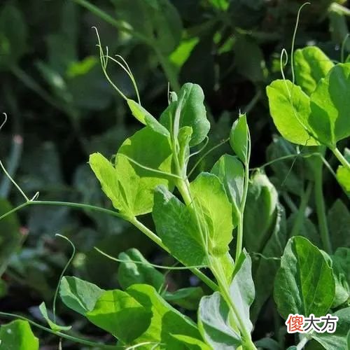 种豌豆吃豌豆苗 豌豆苗的豌豆能吃吗