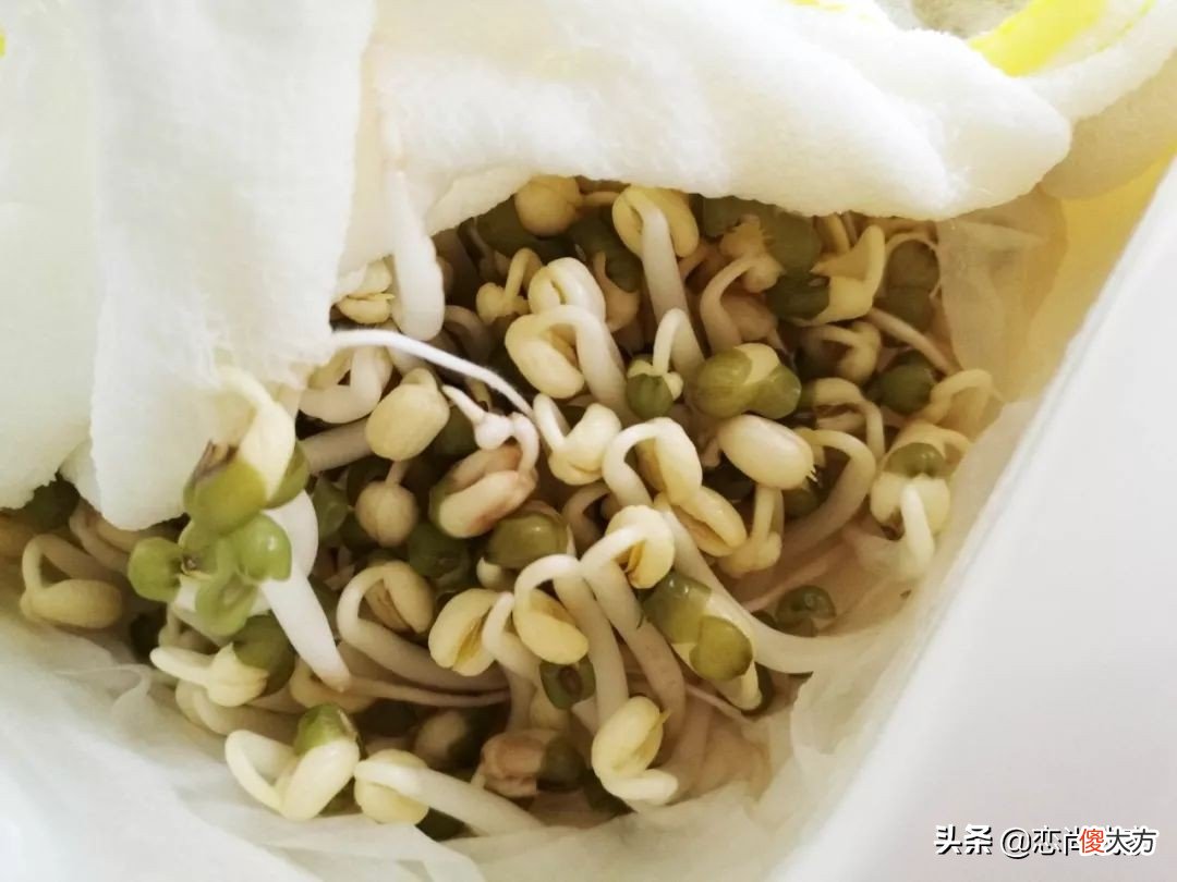 过年就能吃到新鲜的豌豆苗 新鲜豌豆苗怎么吃