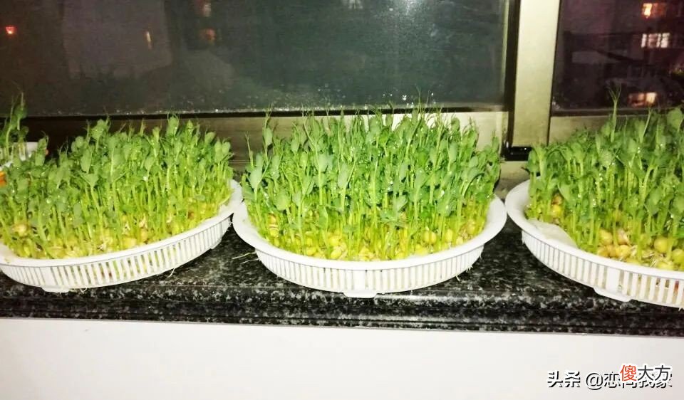 过年就能吃到新鲜的豌豆苗 新鲜豌豆苗怎么吃
