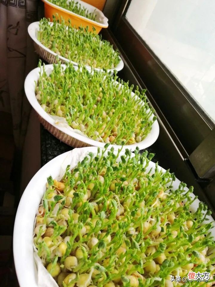 过年就能吃到新鲜的豌豆苗 新鲜豌豆苗怎么吃