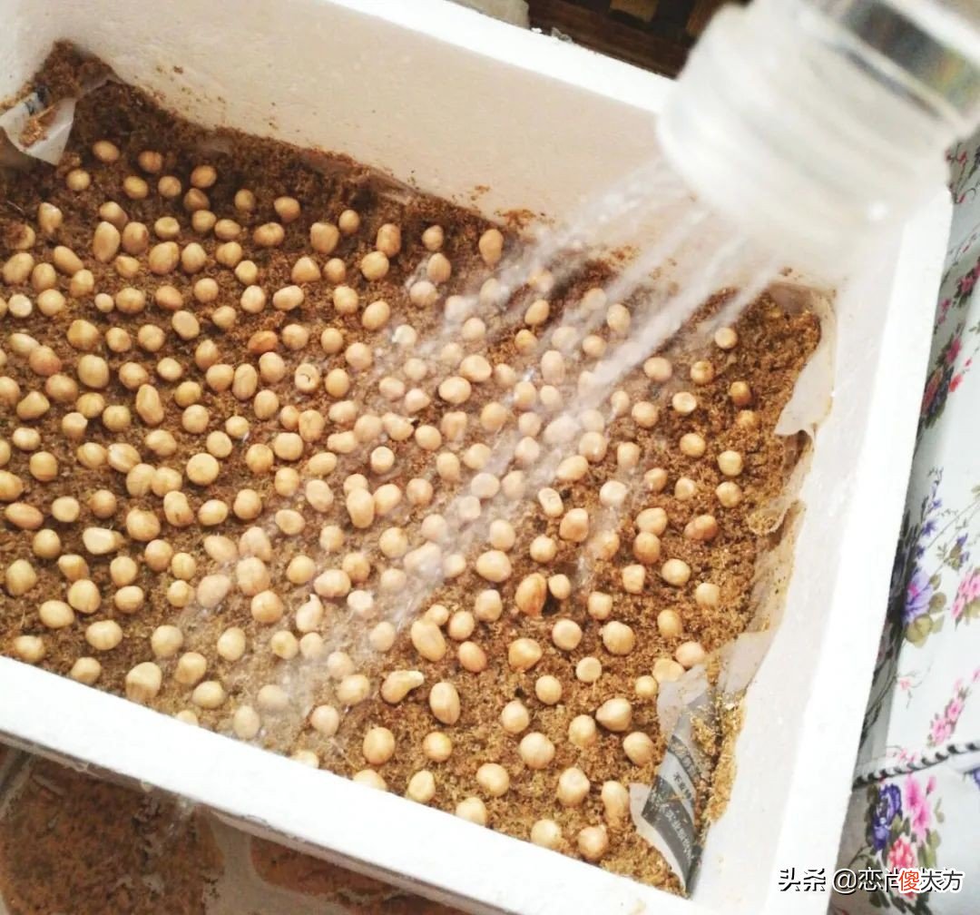 过年就能吃到新鲜的豌豆苗 新鲜豌豆苗怎么吃
