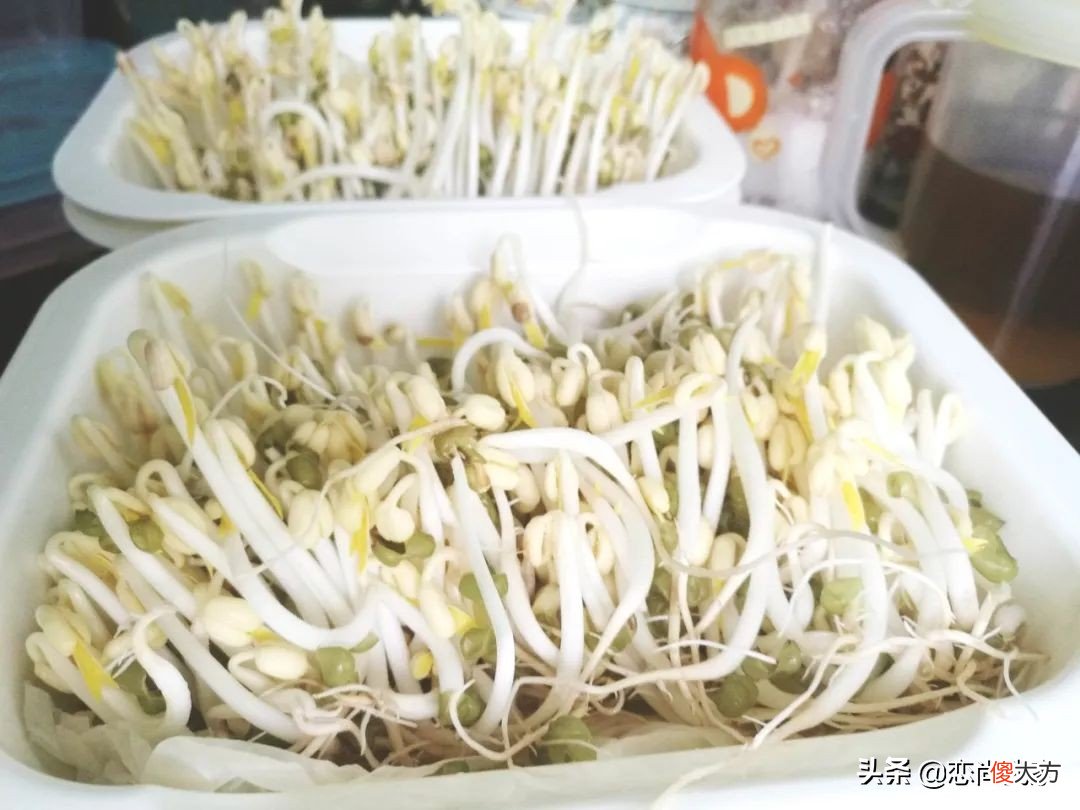 过年就能吃到新鲜的豌豆苗 新鲜豌豆苗怎么吃