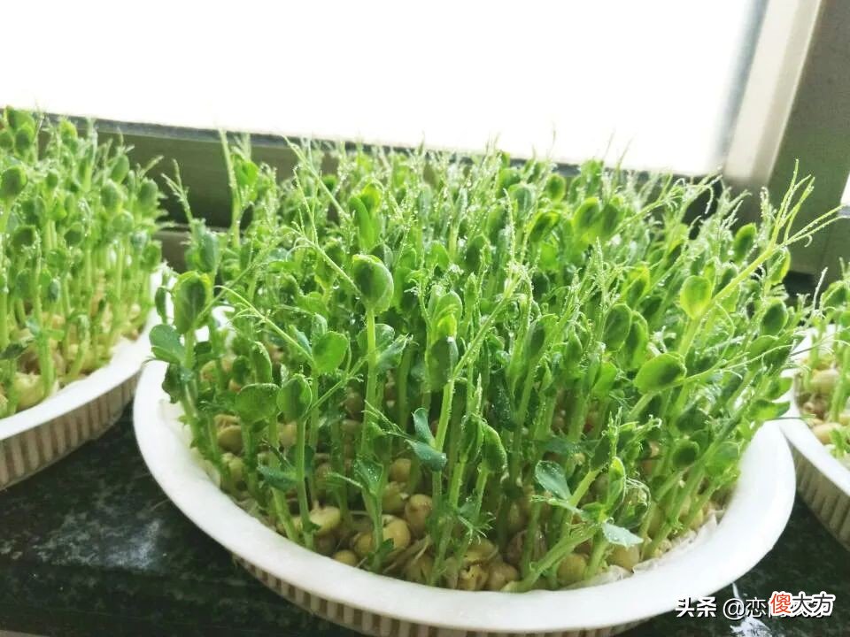 过年就能吃到新鲜的豌豆苗 新鲜豌豆苗怎么吃