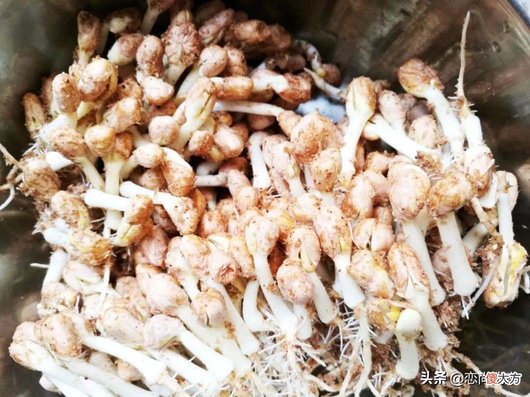过年就能吃到新鲜的豌豆苗 新鲜豌豆苗怎么吃