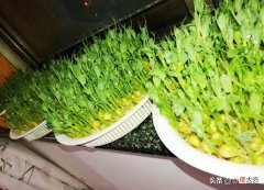 过年就能吃到新鲜的豌豆苗 新鲜豌豆苗怎么吃