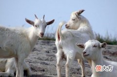 2021年属羊冲太岁要注意什么 2021年属羊犯太岁怎么破解(图文)