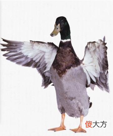 中国画竹叶的起手式画法 竹叶的画法 中国画
