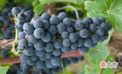 意大利火山葡萄酒图片 火山岩和意大利葡萄酒相遇