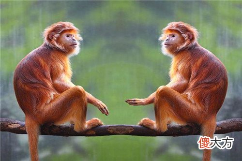 属猴人42岁过七劫(图文)