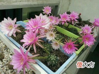 对人体有害吗 柠檬酸对人体有害吗