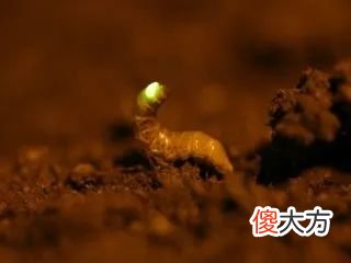 浪漫的萤火虫还有多少不为人知的一面 萤火虫浪漫吗
