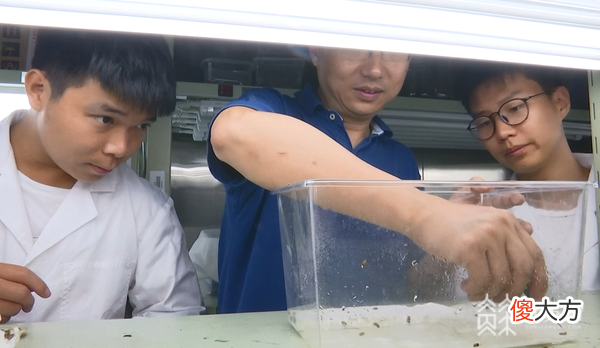关于萤火虫你知道多少 萤火虫还有多少
