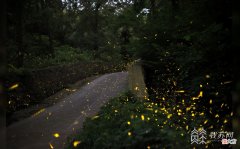 关于萤火虫你知道多少 萤火虫还有多少