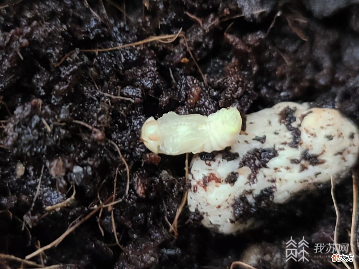 关于萤火虫你知道多少 萤火虫还有多少
