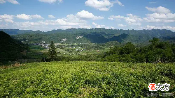 张家界莓茶是什么 张家界莓茶是什么树叶