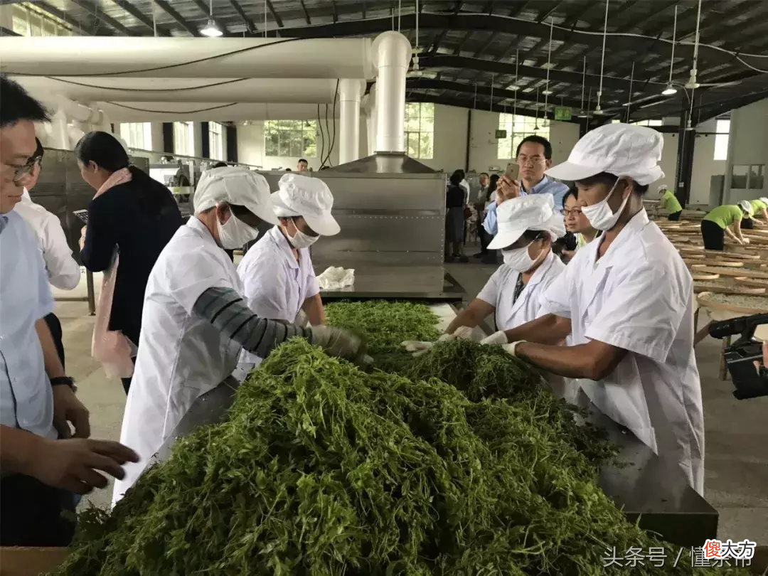 张家界莓茶是什么 张家界莓茶是什么树叶