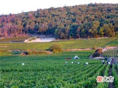 常见的白兰地有哪些 喝白兰地有什么讲究