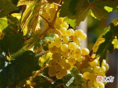 白葡萄酒养生吗 白葡萄酒为什么可以清肺