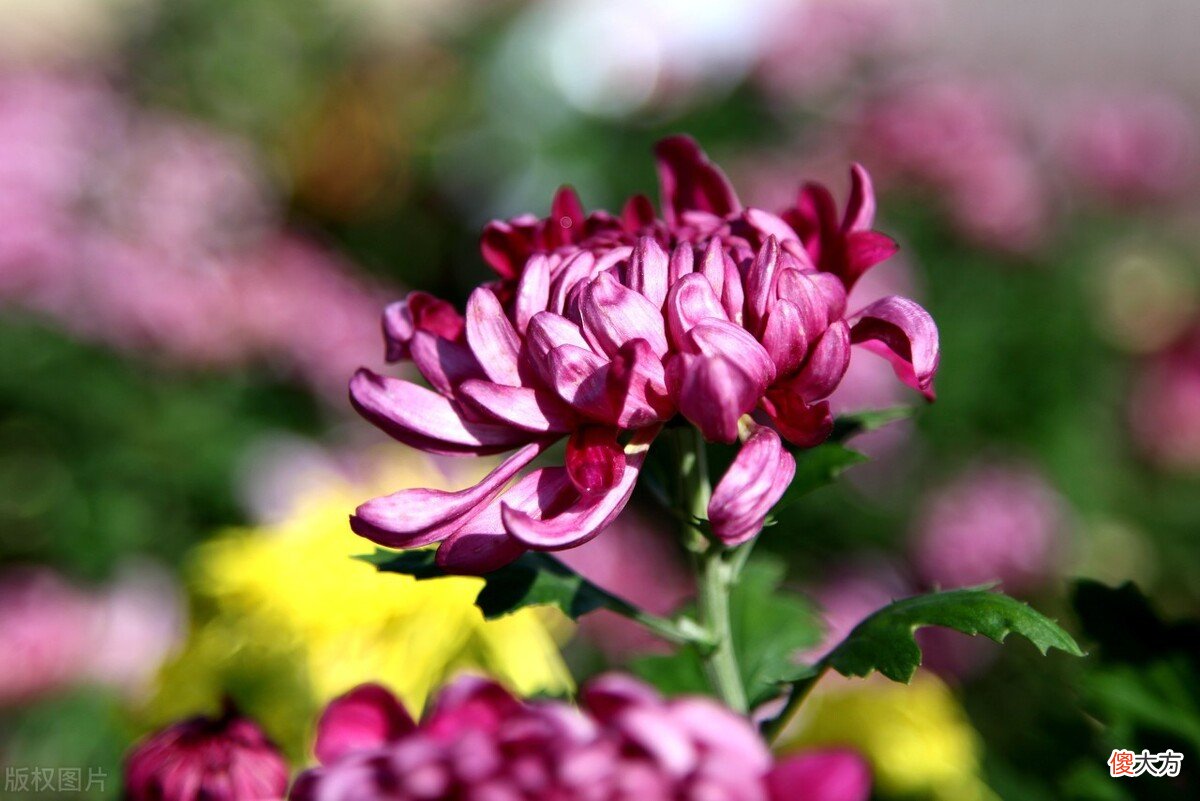 为什么要喝菊花酒 喝菊花酒是为了什么