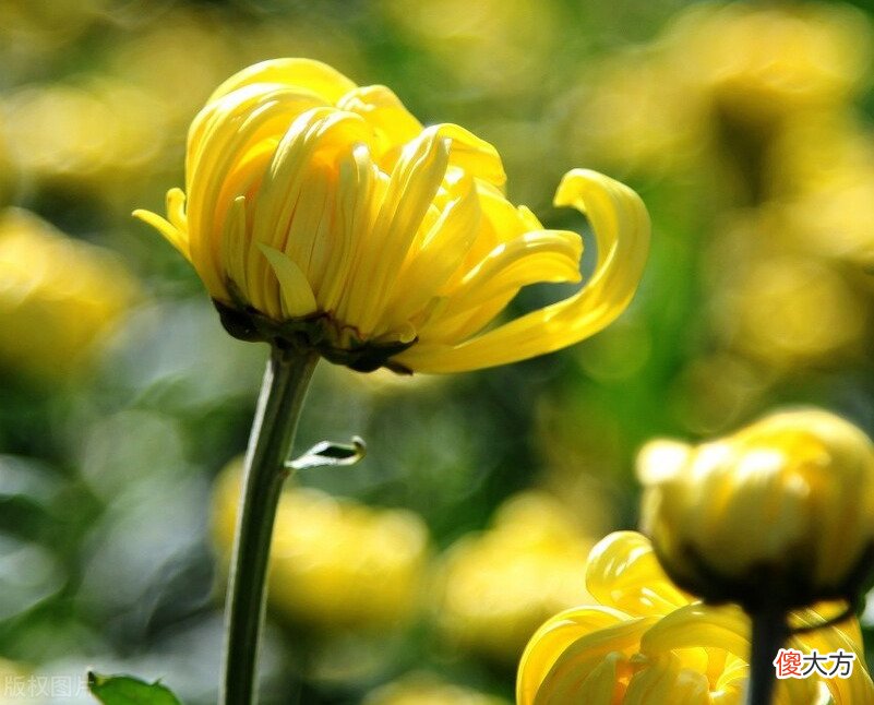 为什么要喝菊花酒 喝菊花酒是为了什么