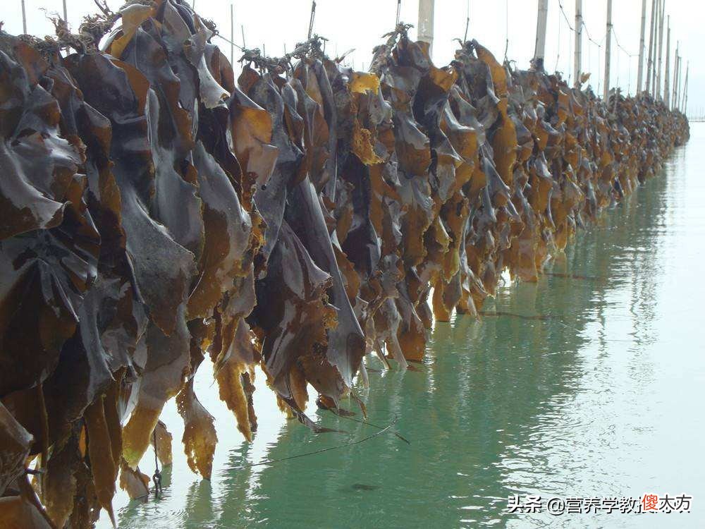 海带的营养和保健价值不一般 海带的营养价值是什么