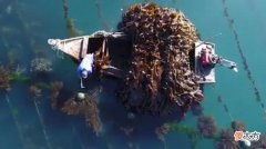 大连吃鲜海带的季节到了 大连什么季节吃海鲜