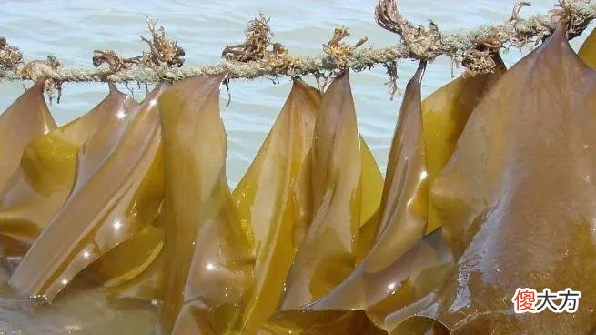大连吃鲜海带的季节到了 大连什么季节吃海鲜