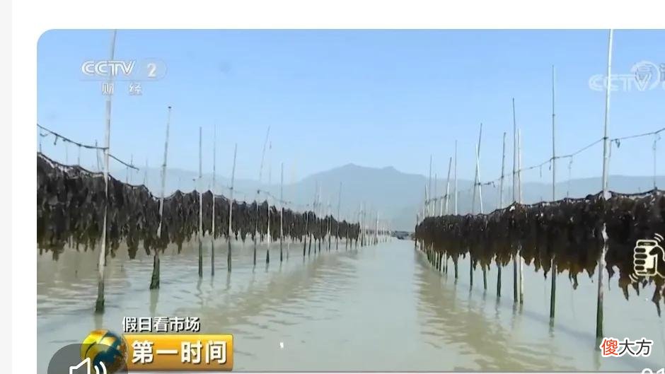 大连吃鲜海带的季节到了 大连什么季节吃海鲜