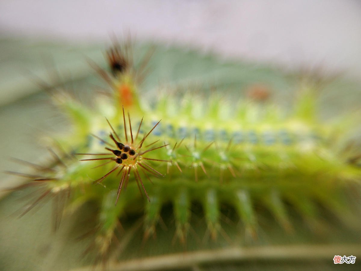 这种毛毛虫是农业害虫 小毛虫是害虫吗