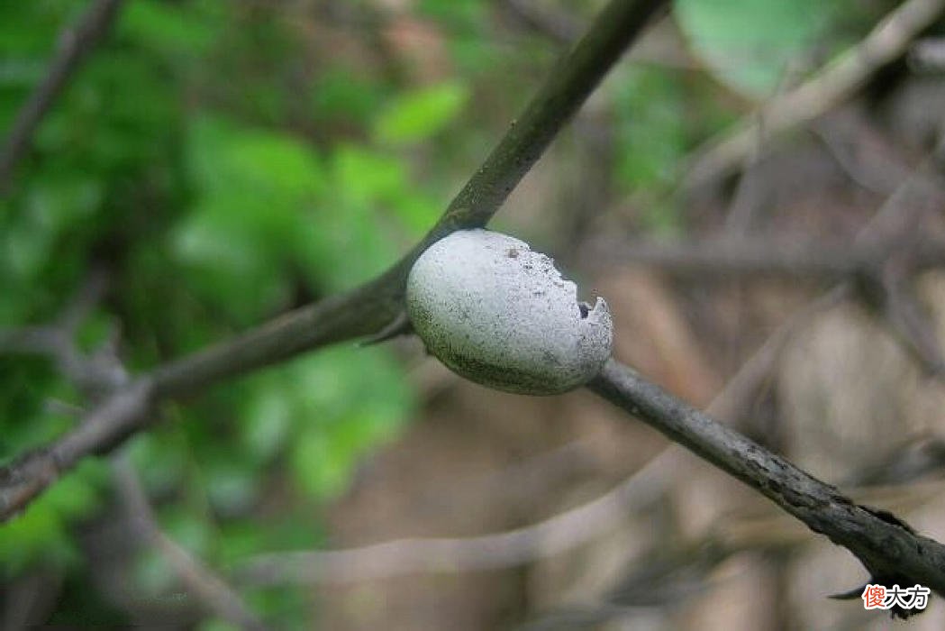 这种毛毛虫是农业害虫 小毛虫是害虫吗