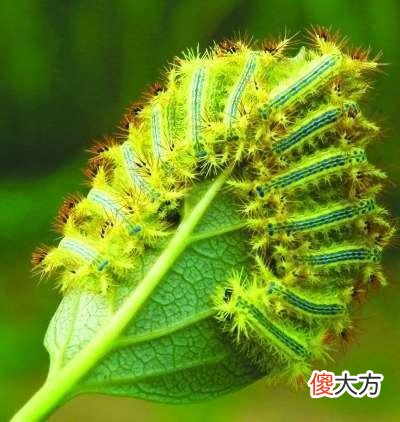 这种毛毛虫是农业害虫 小毛虫是害虫吗