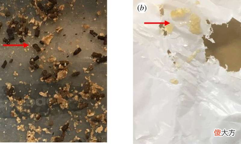 科学家发现一种吃塑料的毛毛虫 毛毛虫塑料颗粒