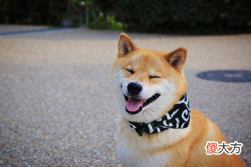 82年狗人37岁遇真爱(图文)