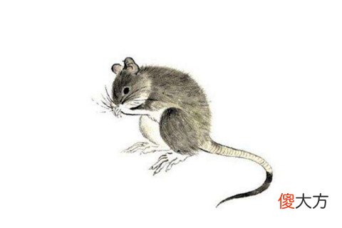 属猪和属鼠的合不合婚姻