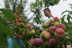 黑布林经历了啥 黑布林主要内容