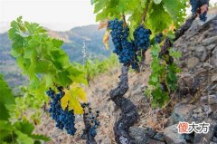 葡萄和什么水果搭配最好喝 白葡萄酒搭配什么水果