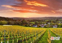 红葡萄酒饮用步骤 葡萄酒饮用过程中需要注意的问题