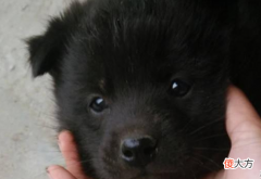 大爷捡了只小黑狗 捡了个小黑狗