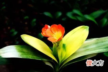 美爆了眼球的的7种君子兰品种 君子兰的7大品种