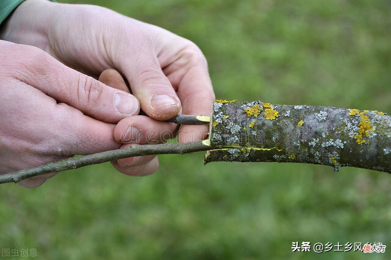 神奇的嫁接技术 神奇的嫁接技术教案