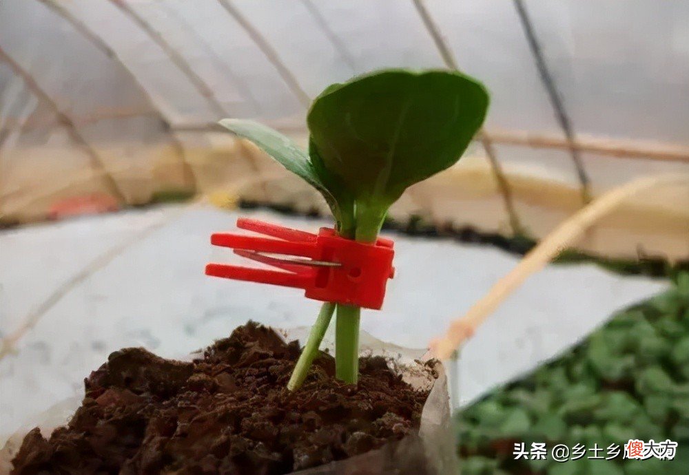神奇的嫁接技术 神奇的嫁接技术教案
